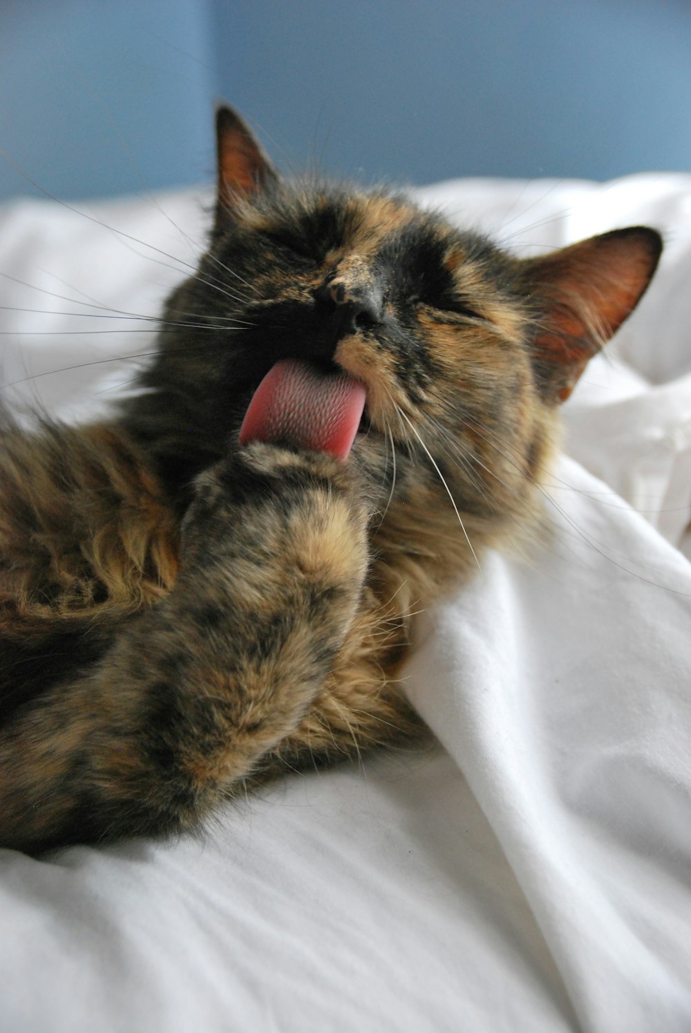 brown and black cat on white textile