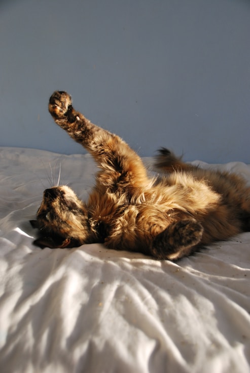 brown and black cat lying on white textile