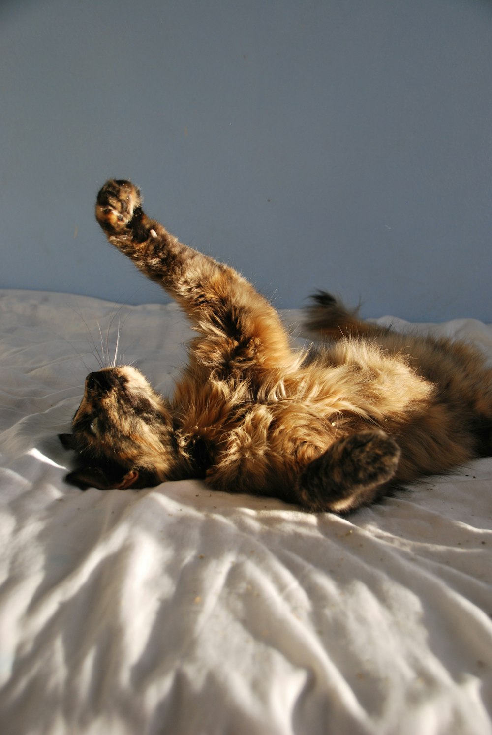 brown and black cat lying on white textile