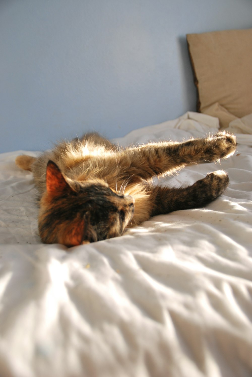 brown and black cat lying on white textile