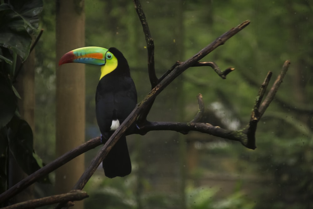 oiseau noir, jaune et vert sur une branche d’arbre
