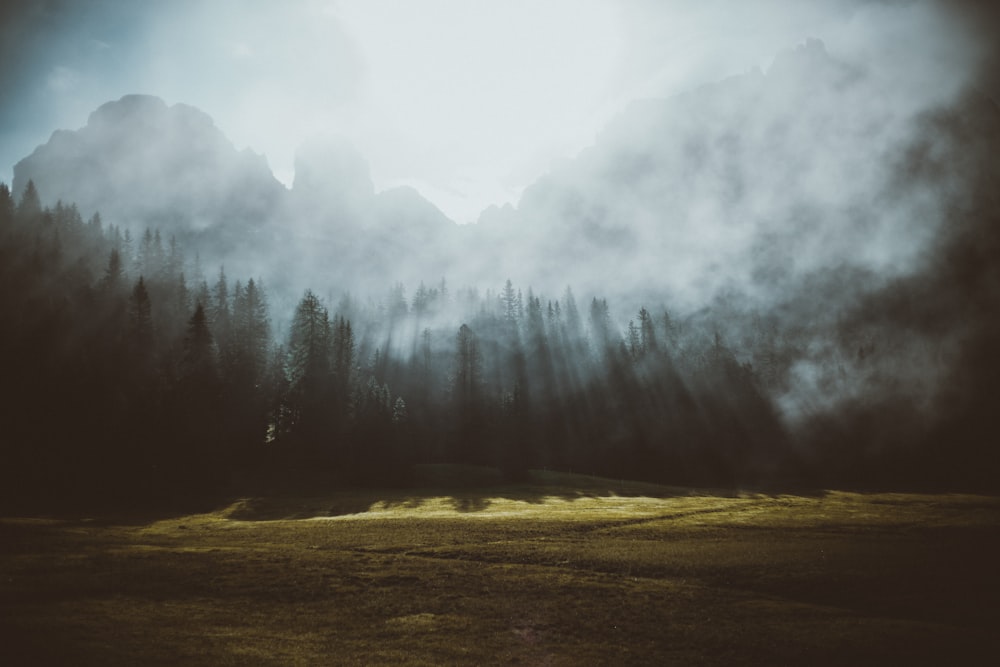 green trees on brown field under white clouds during daytime