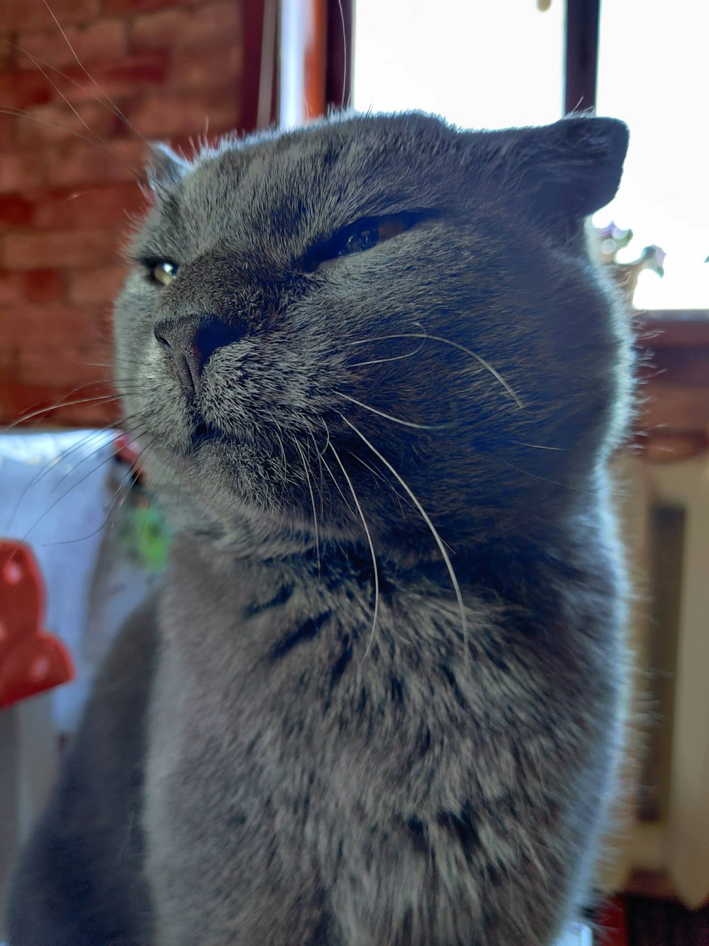 russian blue cat on white and red textile