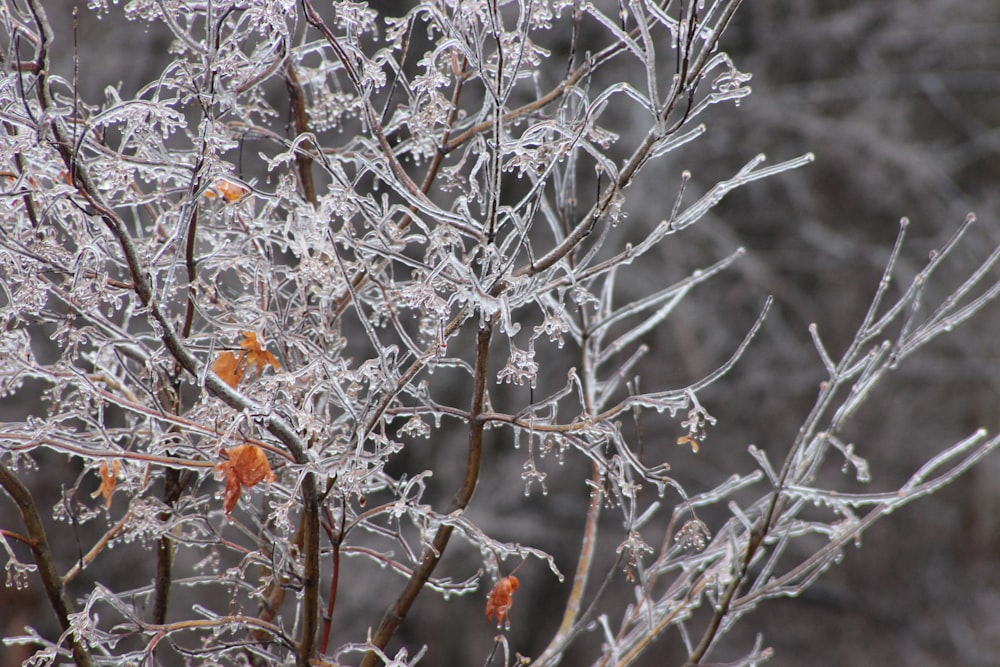 white and brown tree branch