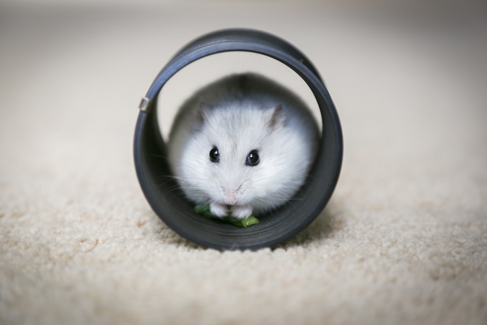 white and gray mouse on white textile