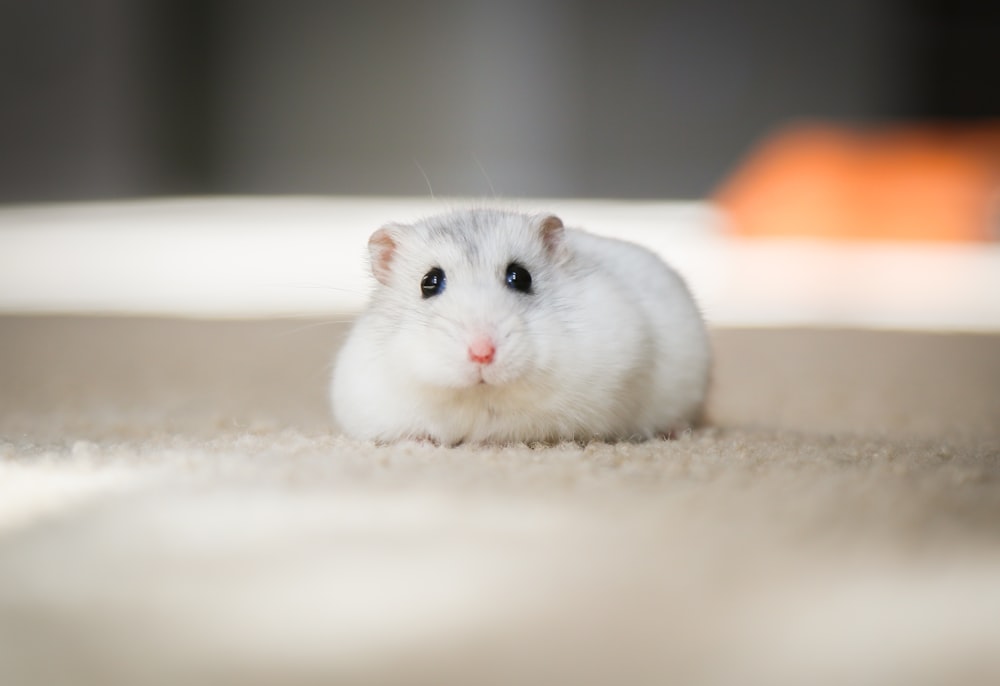 white mouse on white textile