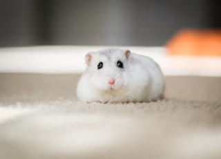 white mouse on white textile