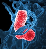 Two oval-shaped, textured red bacteria intertwined with blue, swirling strands resembling DNA on a dark background.