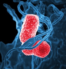 Two oval-shaped, textured red bacteria intertwined with blue, swirling strands resembling DNA on a dark background.