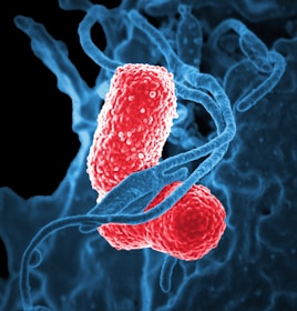Two oval-shaped, textured red bacteria intertwined with blue, swirling strands resembling DNA on a dark background.