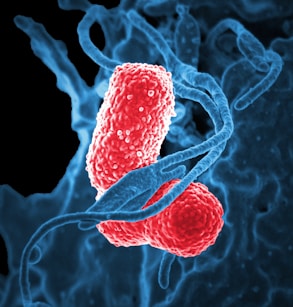 Two oval-shaped, textured red bacteria intertwined with blue, swirling strands resembling DNA on a dark background.