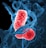 Two oval-shaped, textured red bacteria intertwined with blue, swirling strands resembling DNA on a dark background.