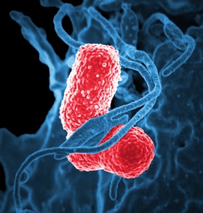 Microbe Collection