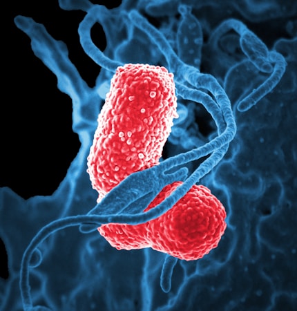 Exploring Fusobacterium Genomes: Insights from the Slade Lab