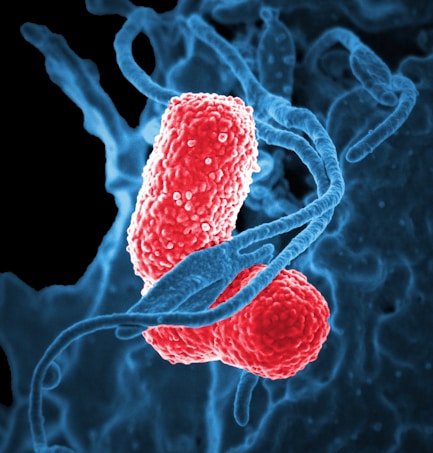 Two oval-shaped, textured red bacteria intertwined with blue, swirling strands resembling DNA on a dark background.