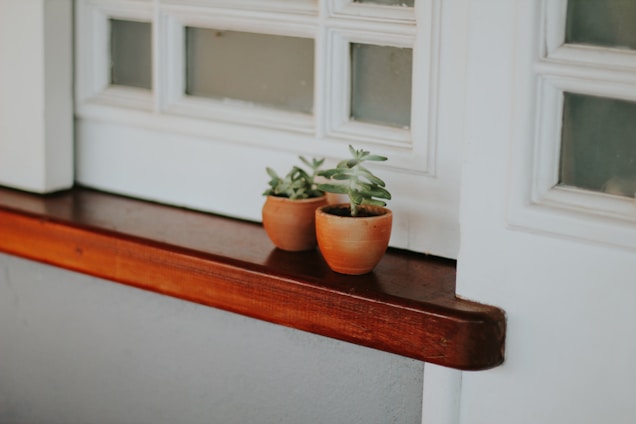 green potted plant on brown wooden table