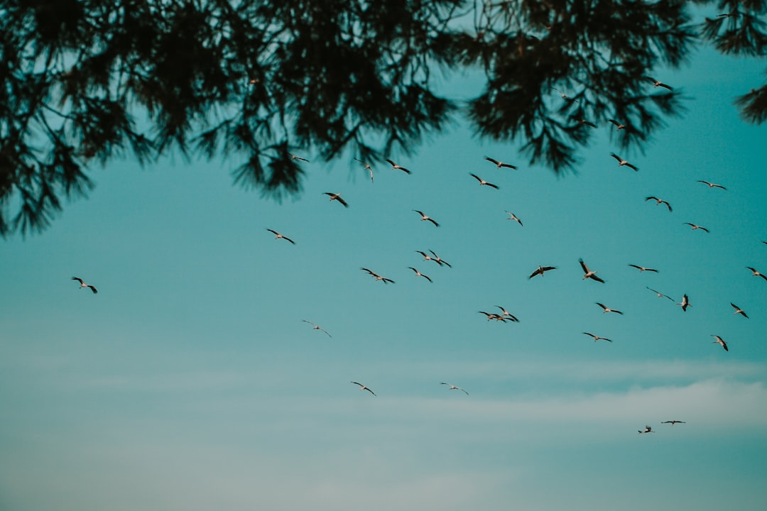 birds flying over the trees during daytime