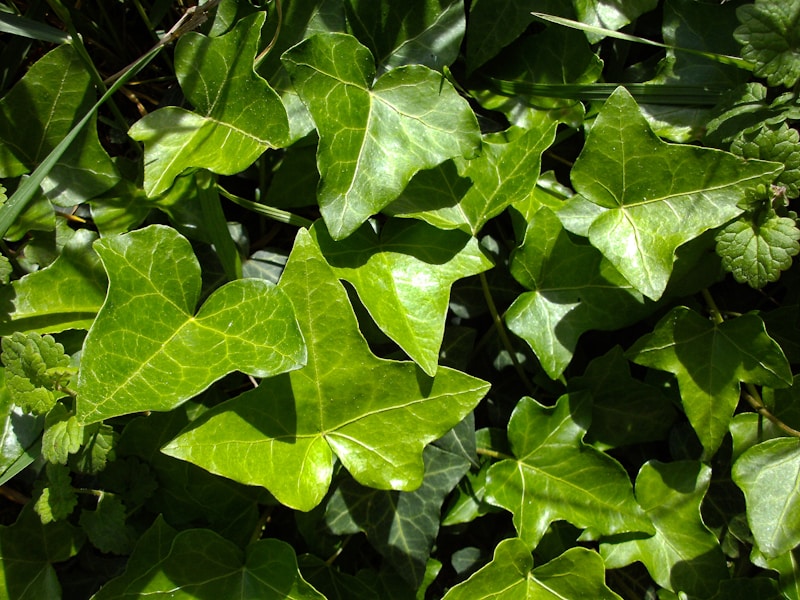 Ivy leaves