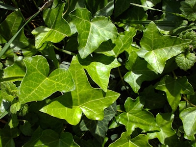 green leaves plant during daytime ivy google meet background