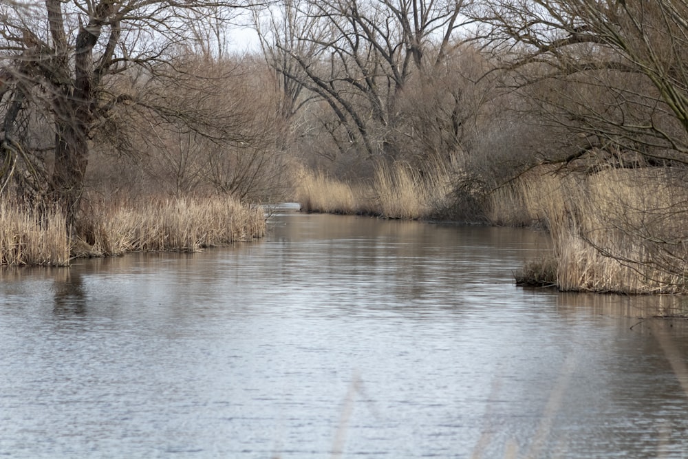 leafless trees on body of water during daytime