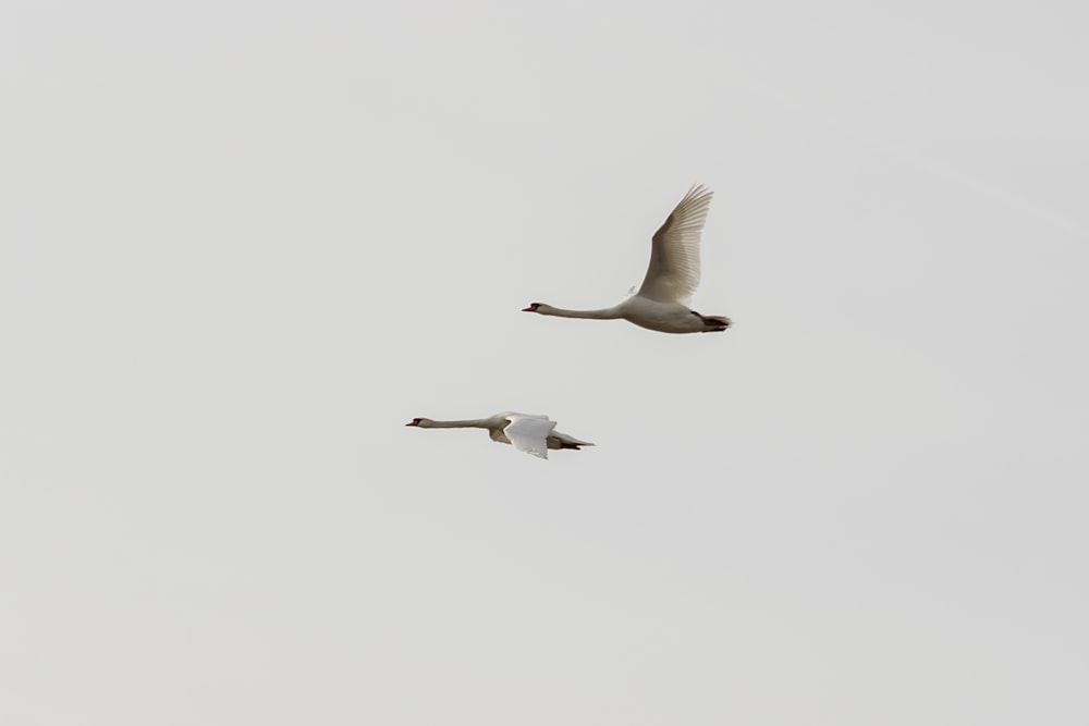 white bird flying during daytime