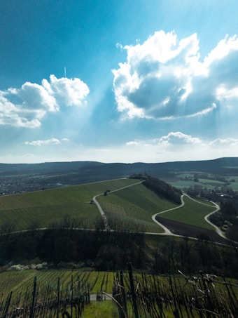 A picturesque landscape of rolling green hills with neatly arranged vineyards. A narrow winding road cuts through the fields. The sky above is filled with fluffy white clouds and the sun casts a warm light over the scene, creating a serene and expansive view.