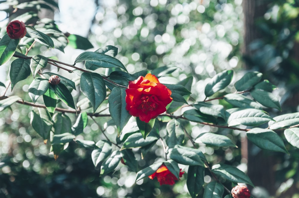 red rose in bloom during daytime