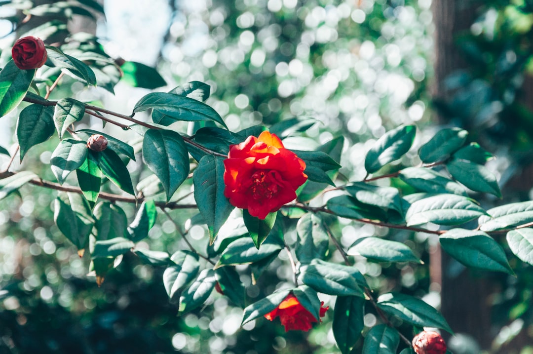 red rose in bloom during daytime