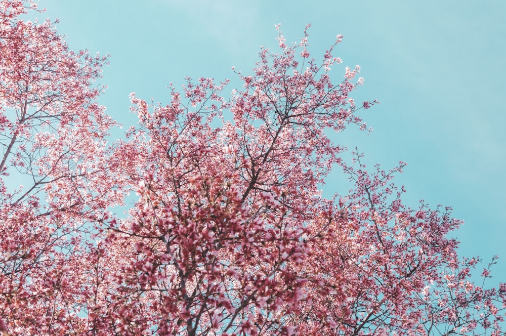 pink cherry blossom tree under blue sky during daytime