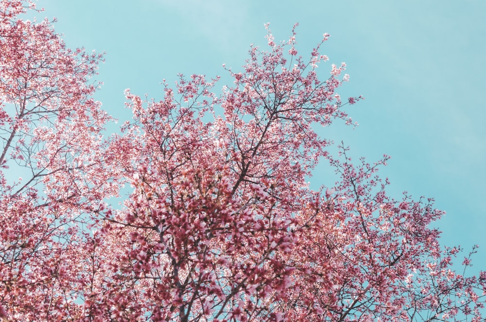 Albero di ciliegio rosa in fiore sotto il cielo blu durante il giorno