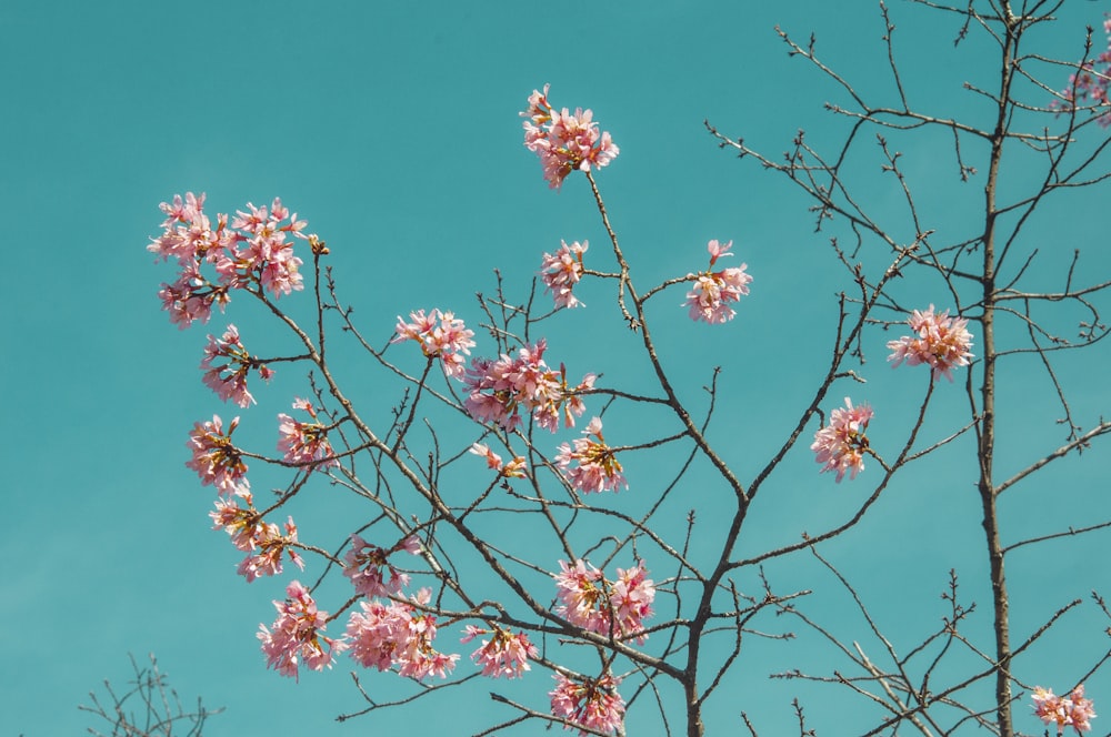 pink cherry blossom tree under blue sky during daytime