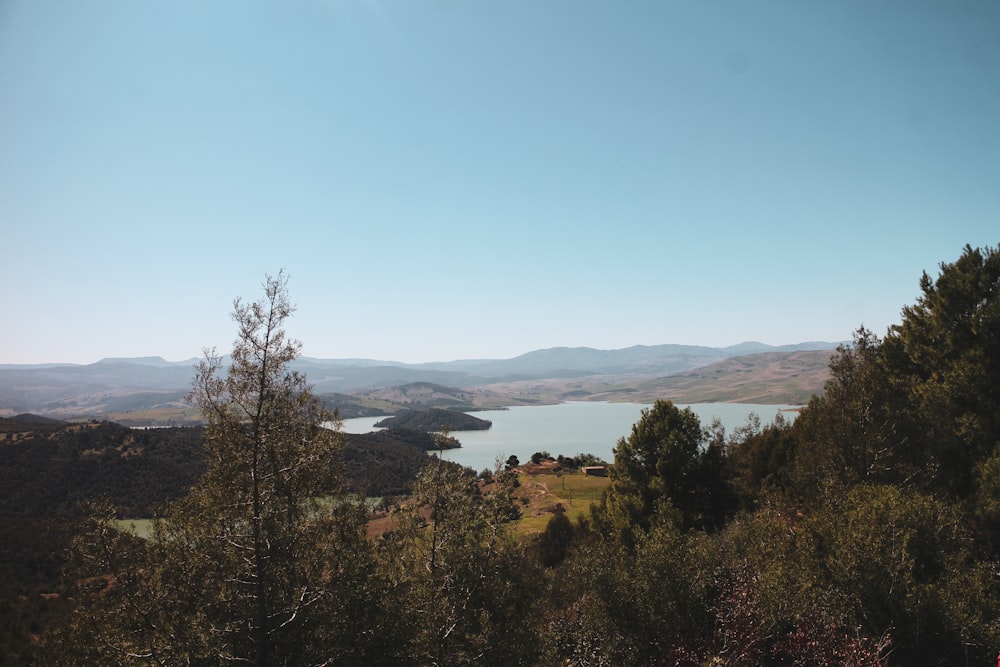 green trees near body of water during daytime