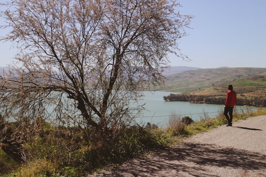 bare tree near body of water during daytime in Ain Defla Algeria