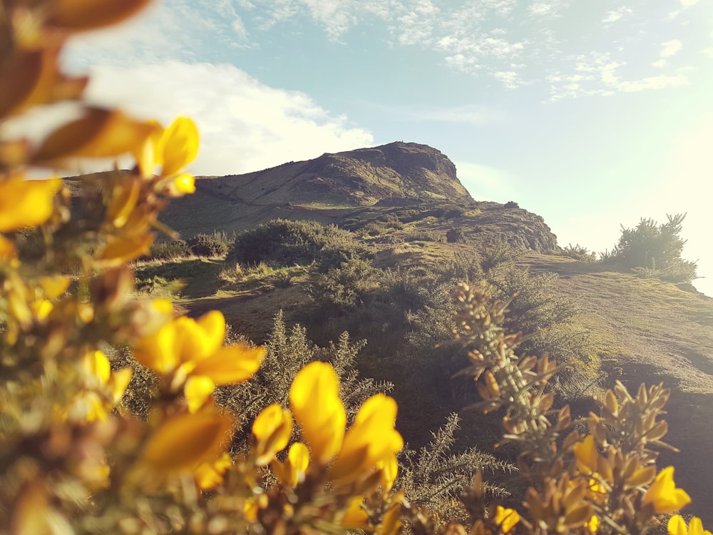 yellow flowers on brown mountain under blue sky during daytime