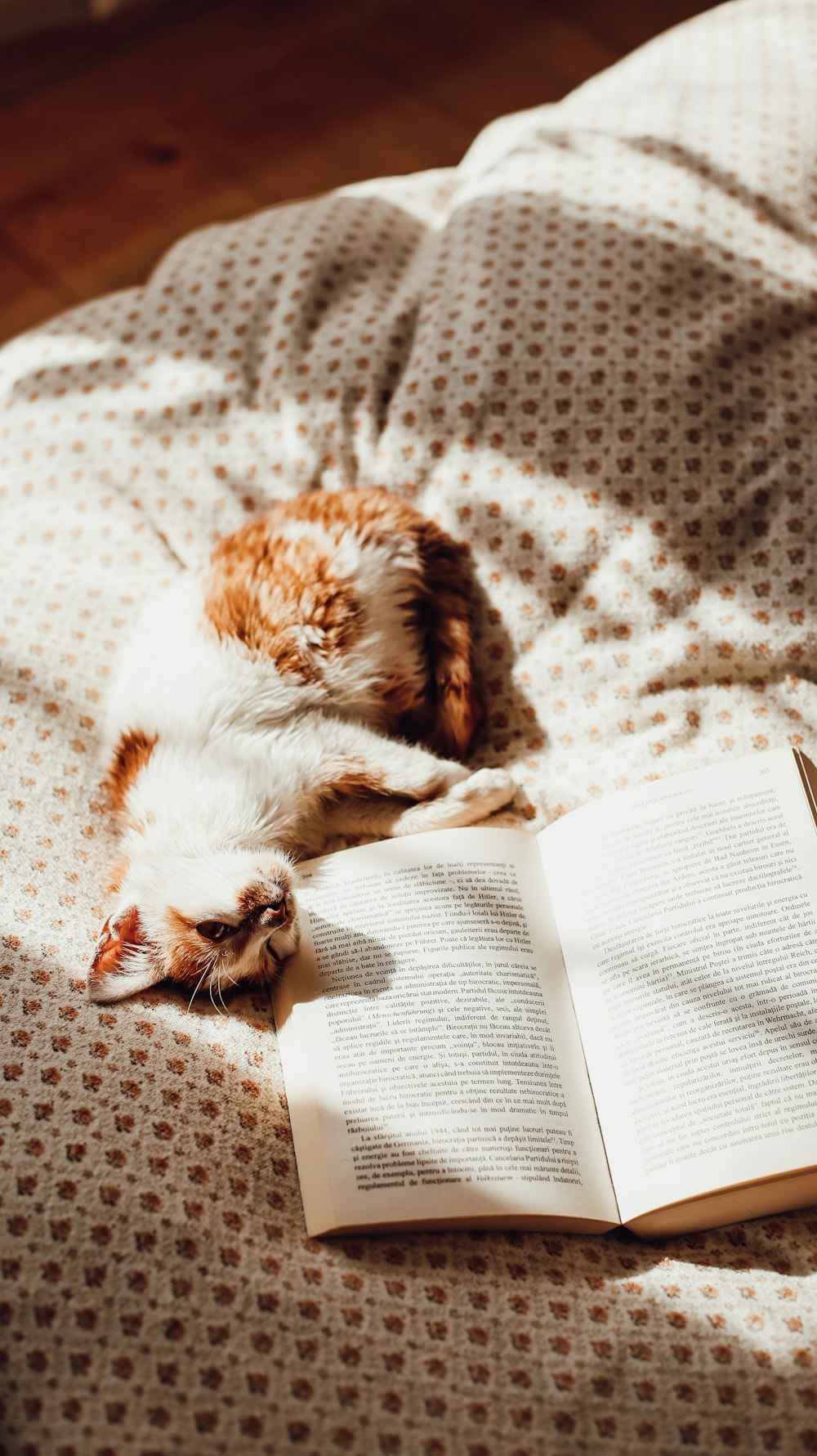 brown and white cat lying on white book page