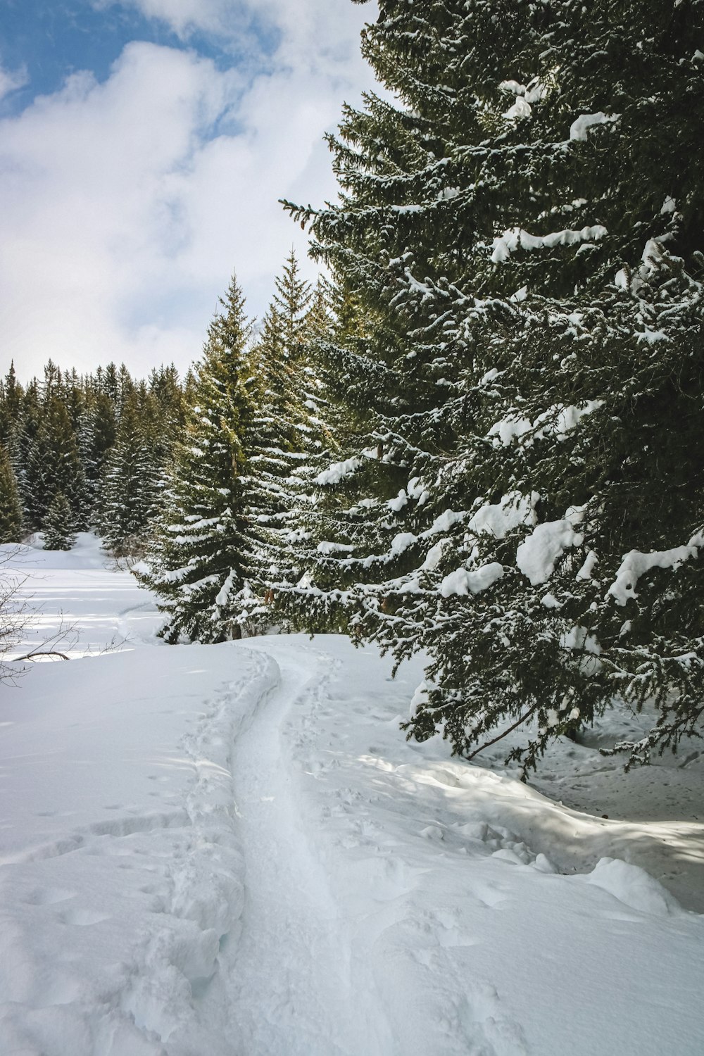 snow covered pine trees under blue sky during daytime