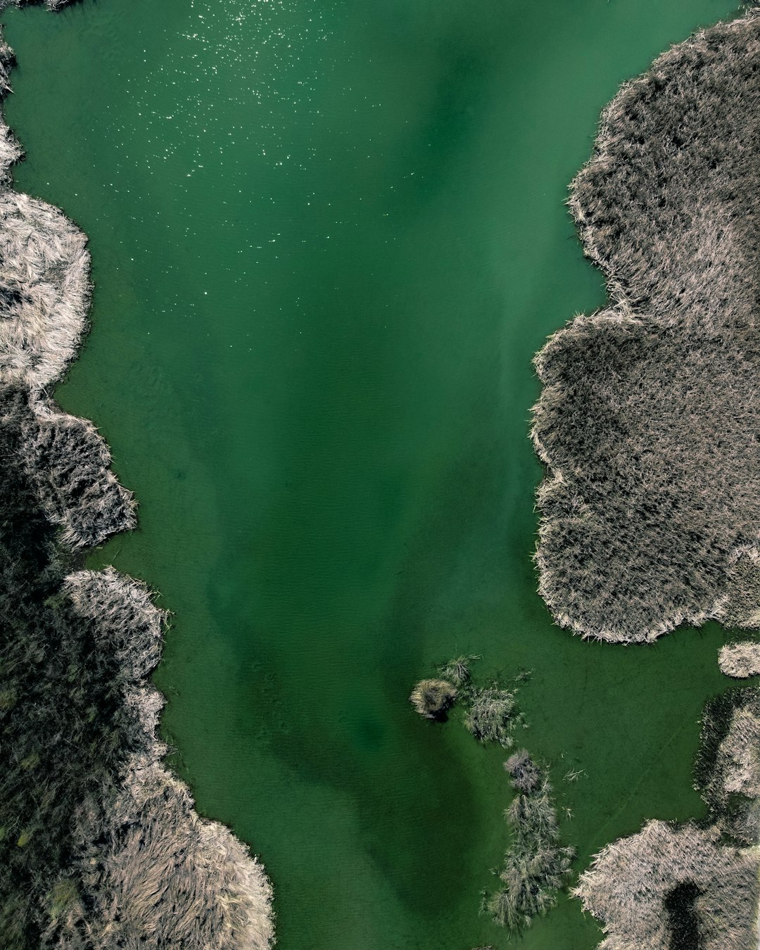 aerial view of green body of water