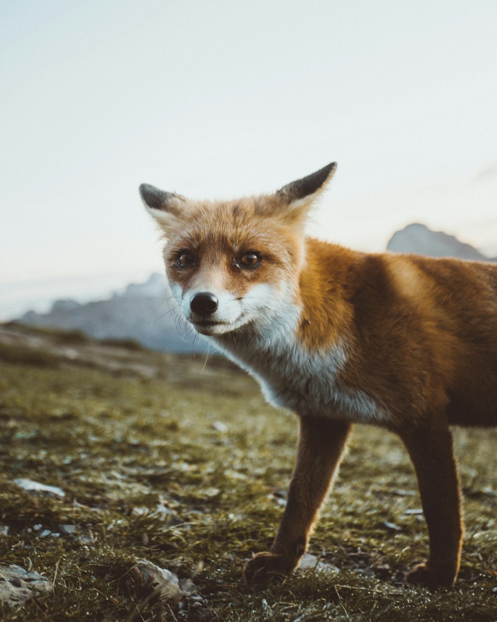 Renard brun et blanc sur l’herbe verte pendant la journée