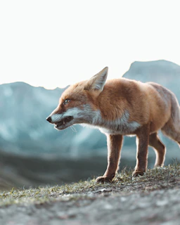 A Redfox Grey Origin dog standing tall on a grassy hill, showcasing its strong and elegant posture.