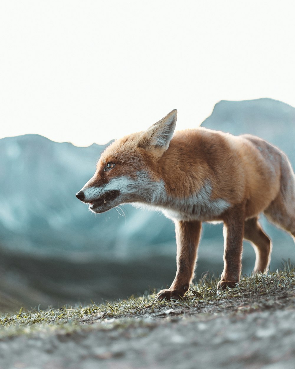 raposa marrom no solo cinzento durante o dia