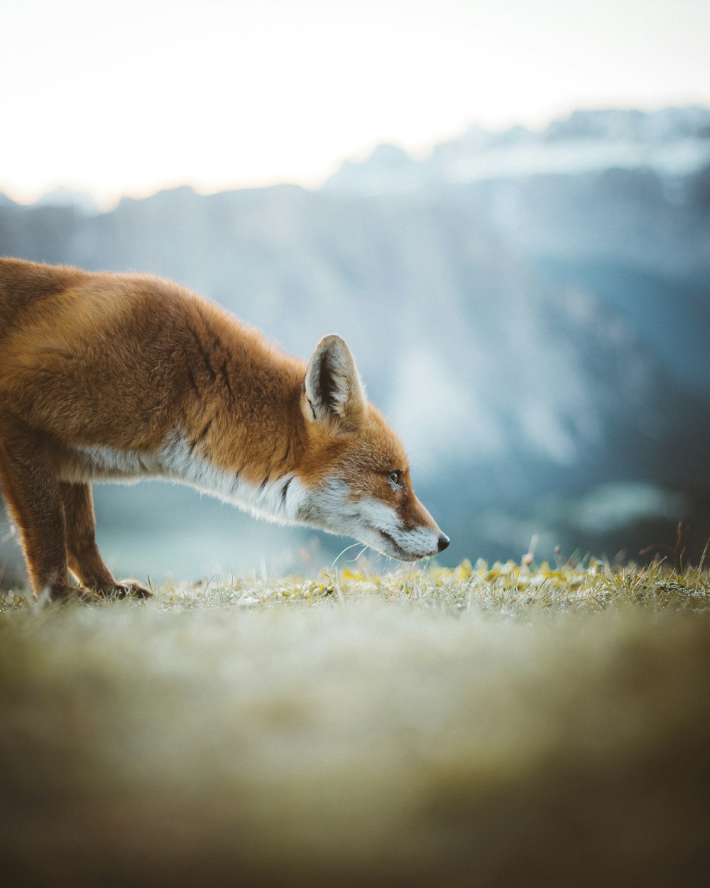 brown fox on green grass during daytime