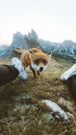 A whimsical fox character standing under a starry sky, holding a vintage film camera.