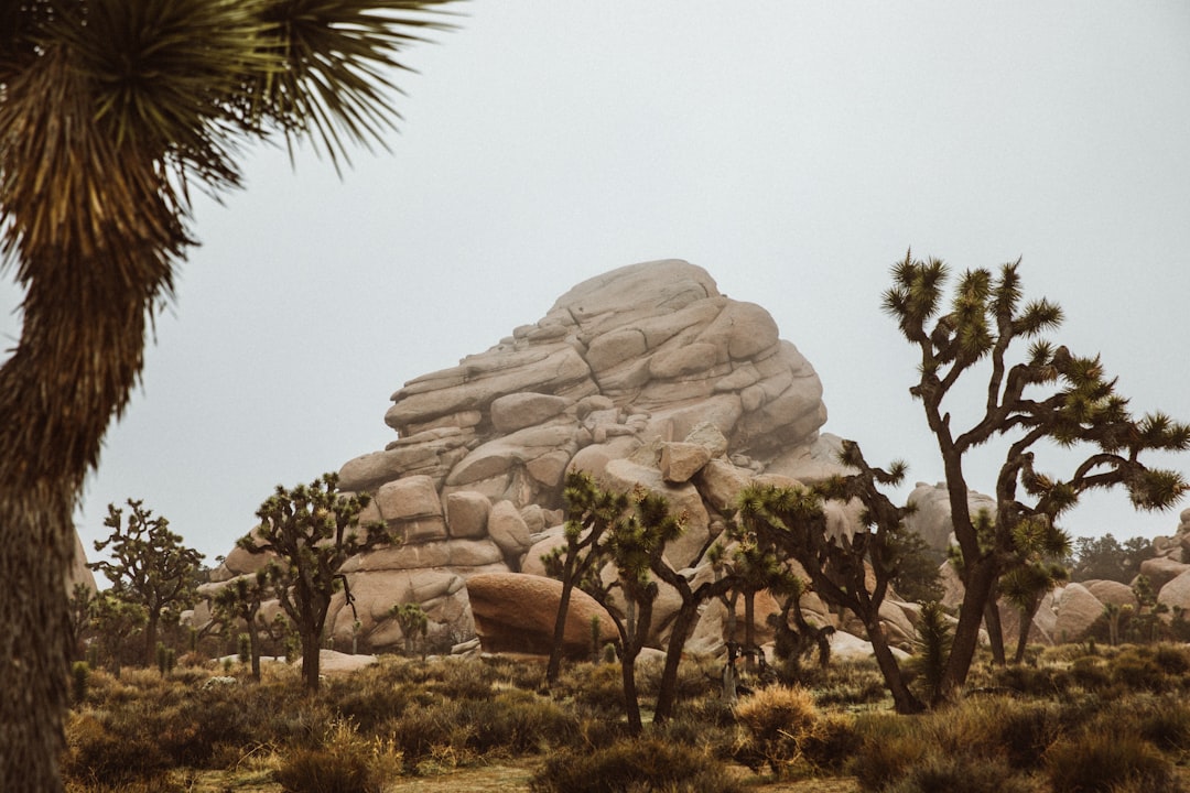 brown rock formation near green trees during daytime