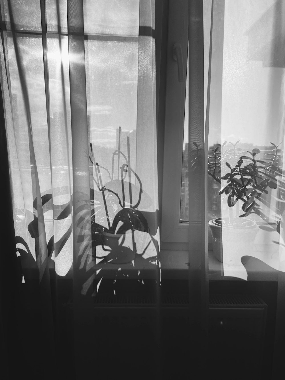 grayscale photo of potted plant near window