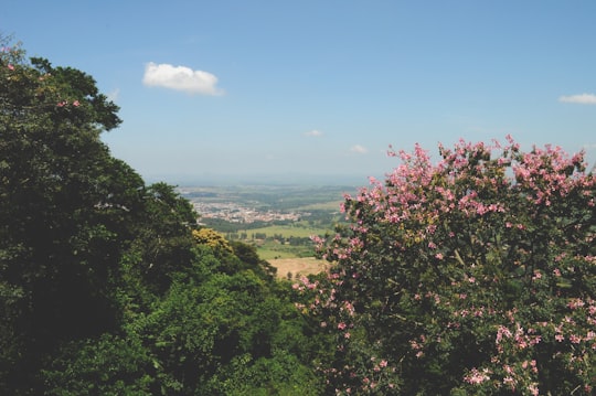 green trees and brown field under blue sky during daytime in Brotas Brasil