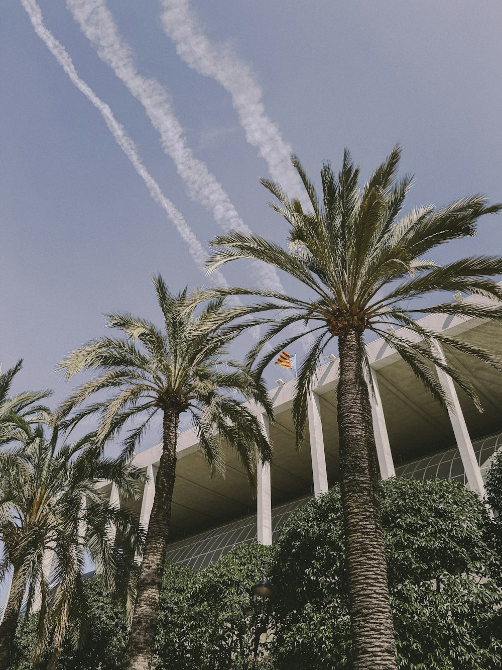 green palm tree under blue sky during daytime