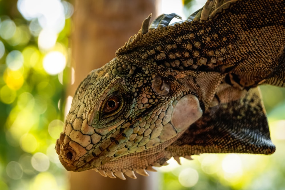 brown and black bearded dragon