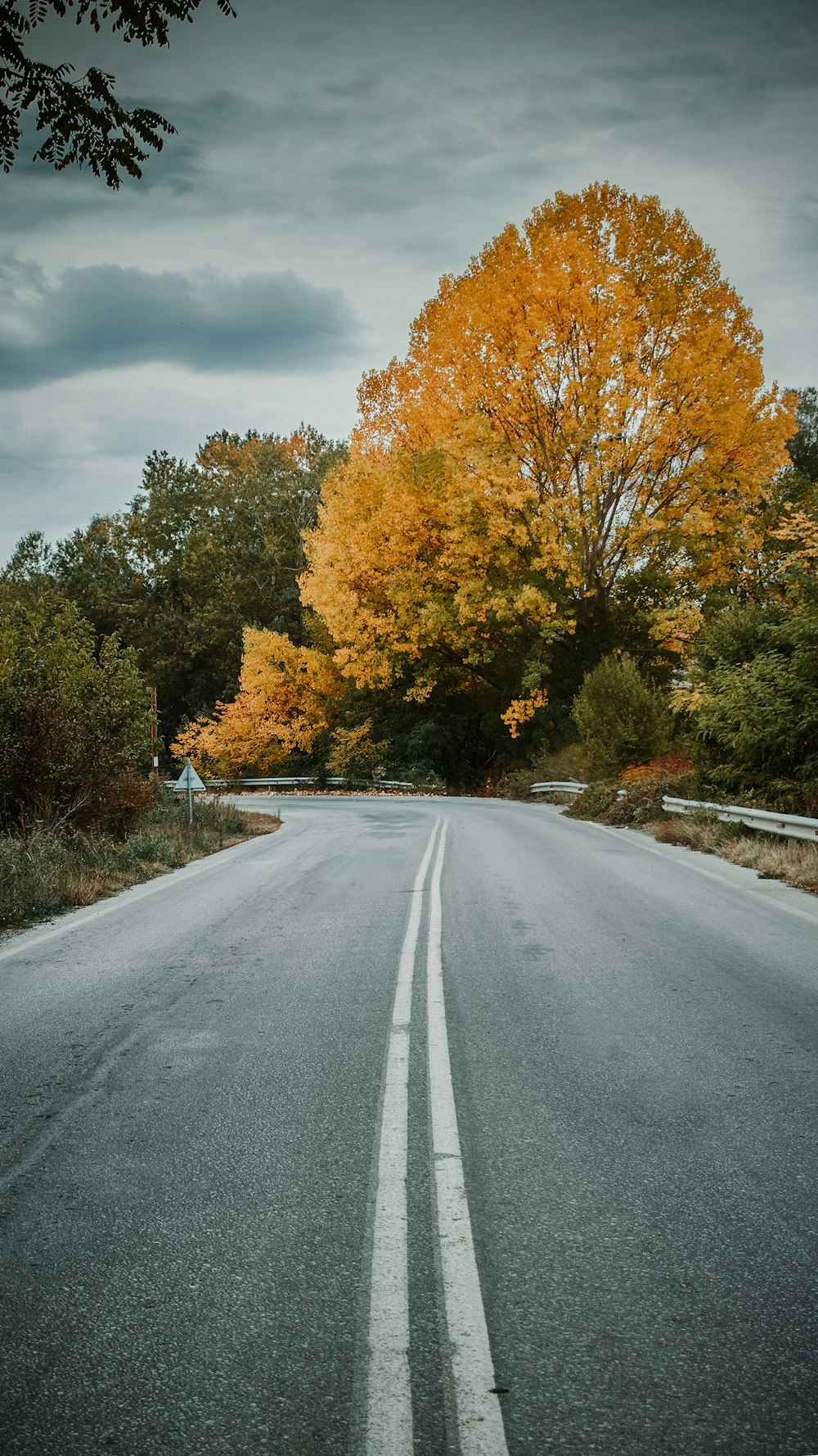 gray concrete road between trees under cloudy sky during daytime