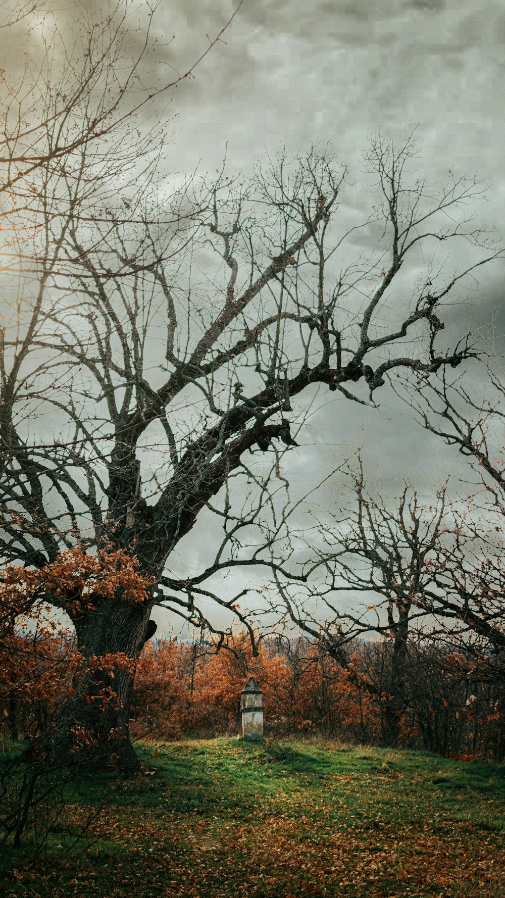 leafless tree under cloudy sky during daytime