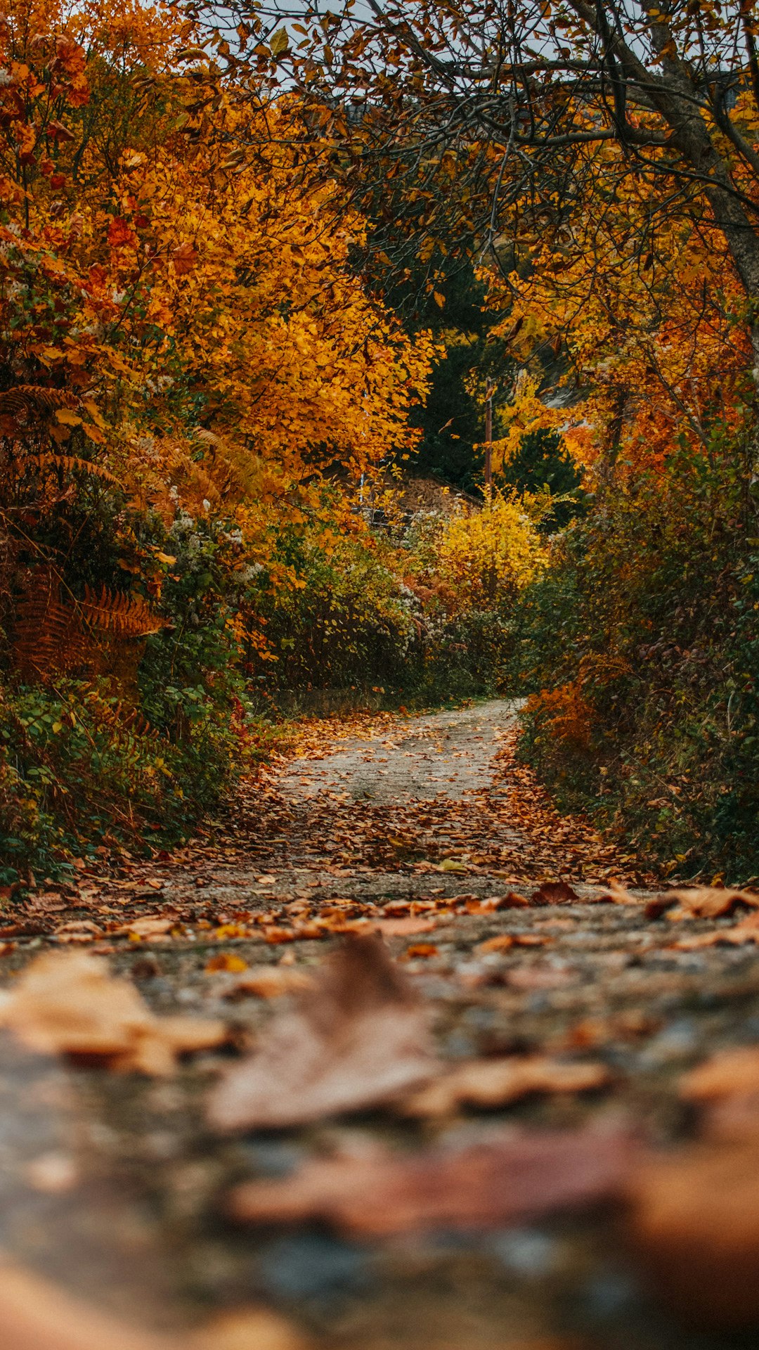 Forest photo spot Dragasia Ioannina